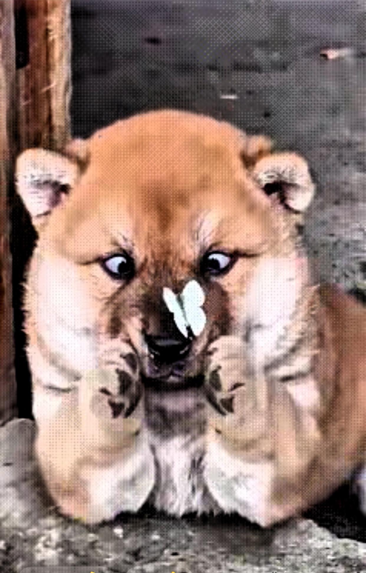 每天刷到网友发布搞笑视频，觉得非常开心。有只小狗狗正在自由自在玩耍，突然一只蝴蝶