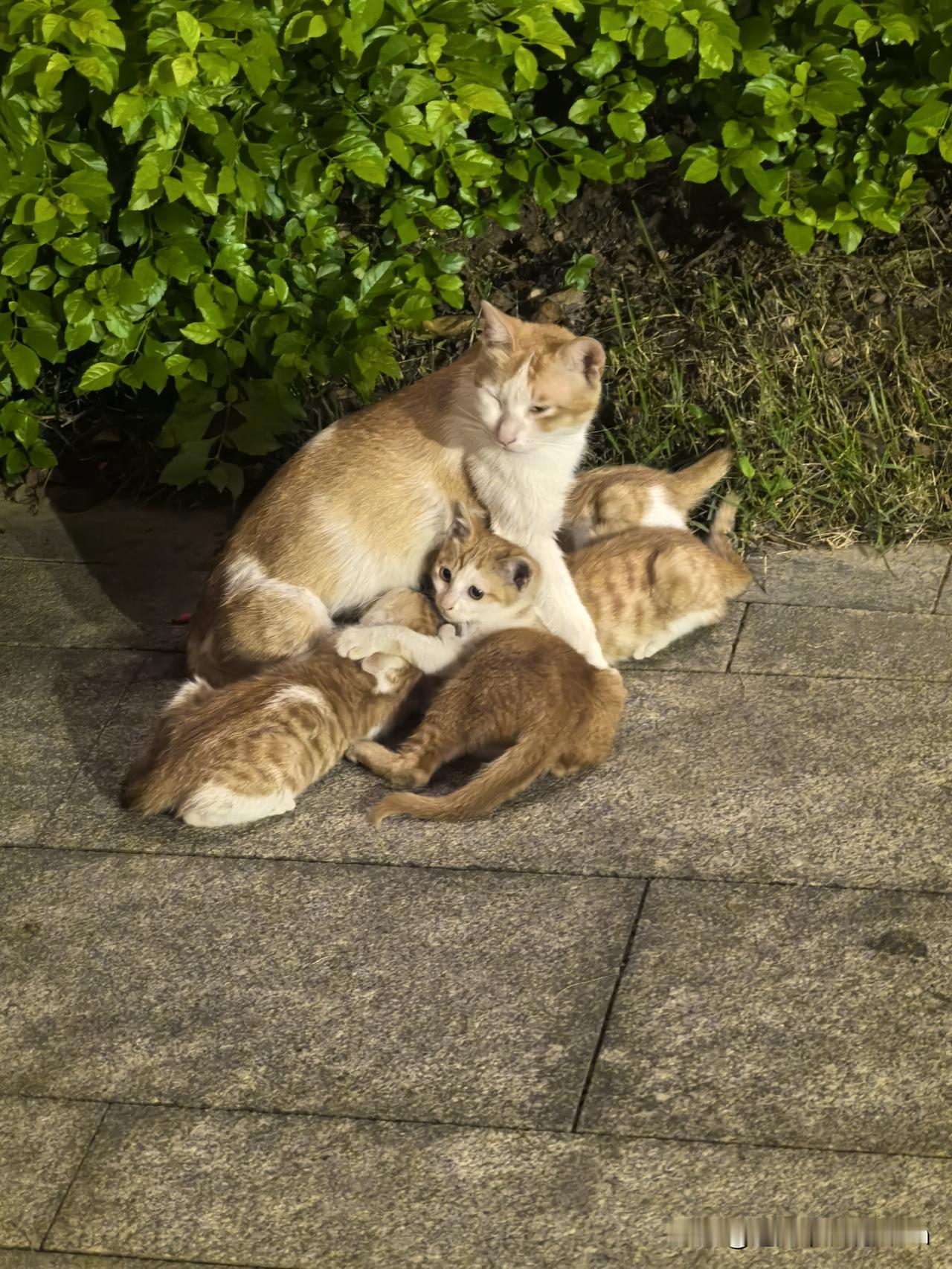 昨晚在文华公园散步，看到的这一情景:
在绿道绿化带旁，一只猫妈在哺乳6只小猫，猫