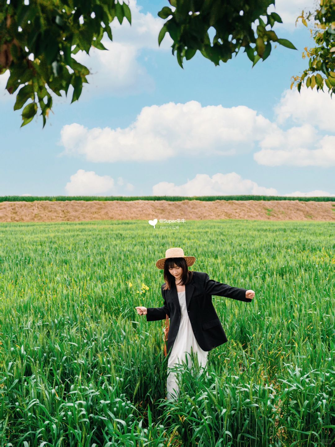 不用去大理❗️成都也拍到🌾风吹麦浪啦📸