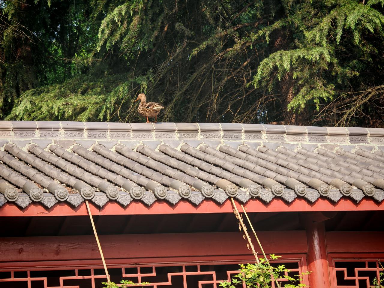 看我飞的高不高