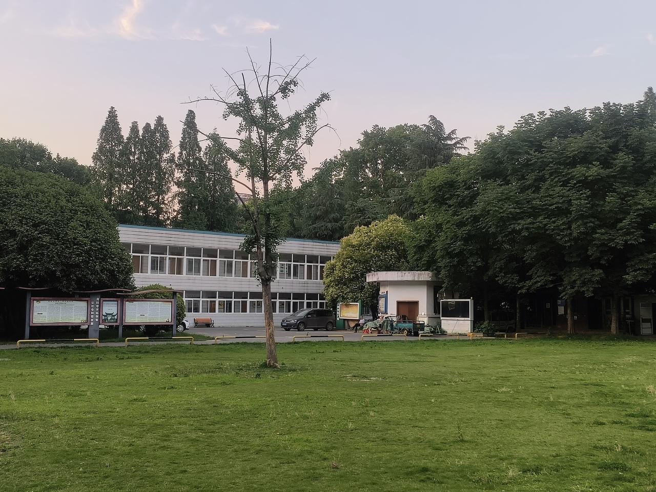 曾经的淮南市委礼堂已成这般景象了，一片绿荫，人们的休闲场地，当然也成了我最爱去的