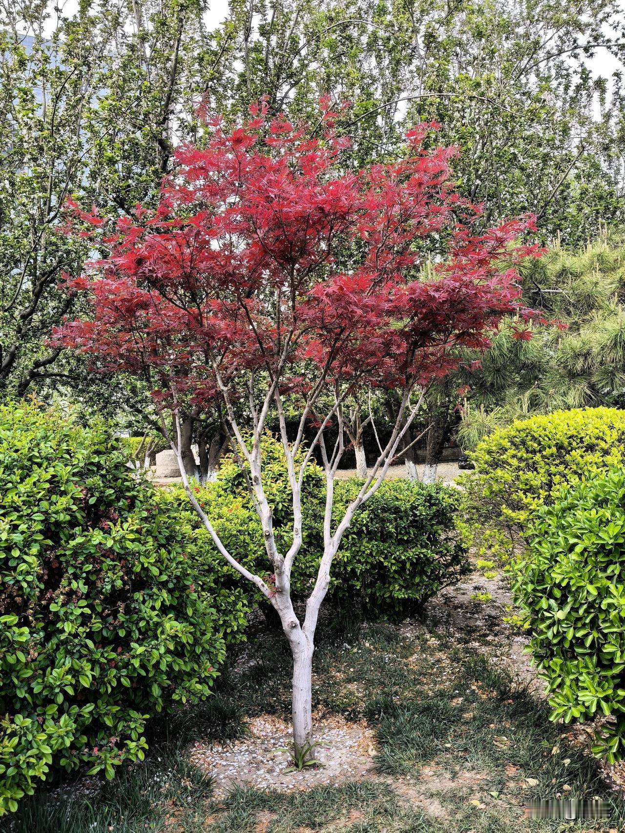 我拍摄的日本红枫。
我漫步海棠花溪，老远看见这棵日本红枫树，红得像燃烧的火焰，在