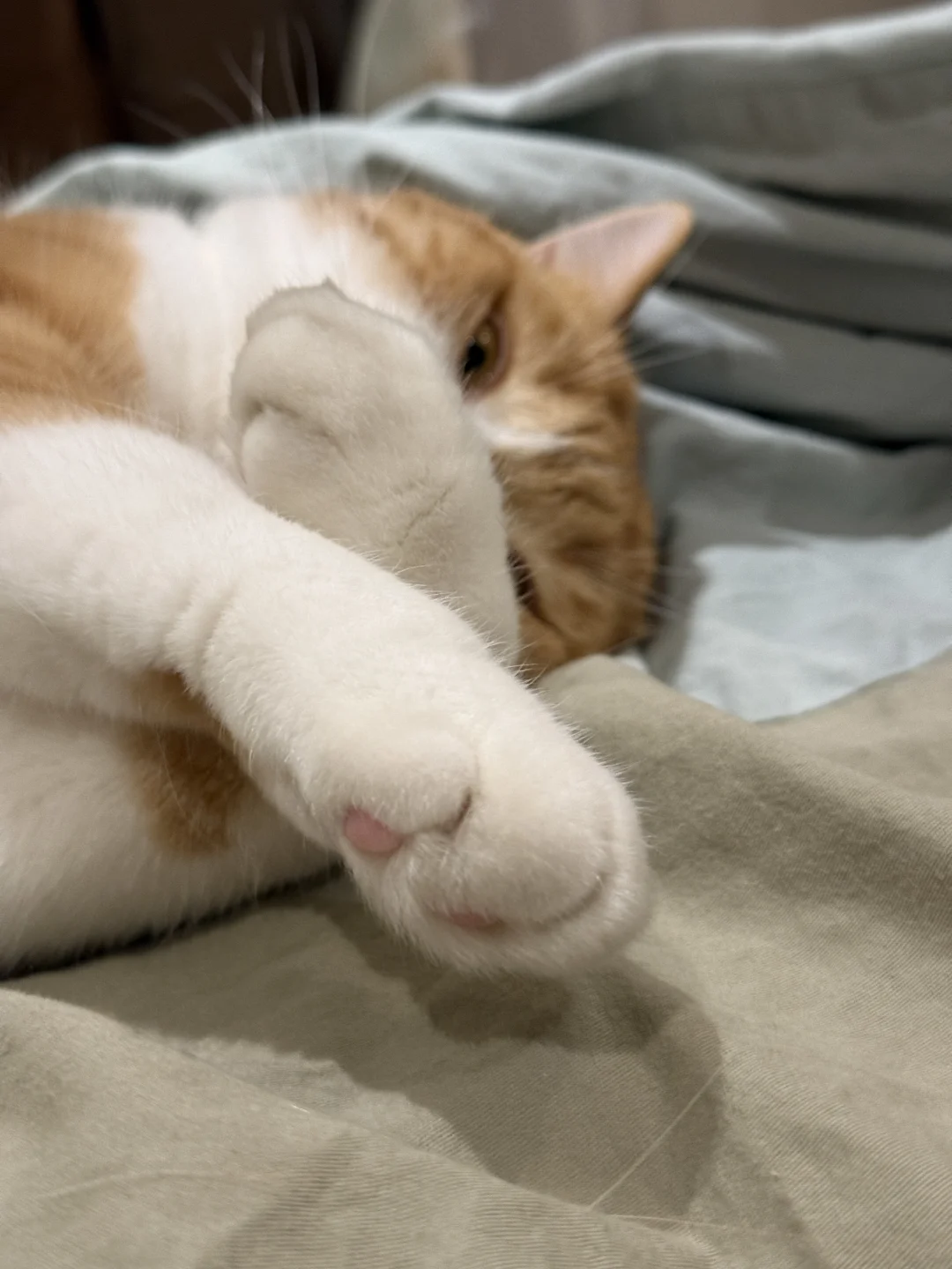 😺：我说了不起床 这手势看不懂吗