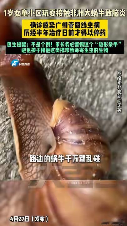 警惕致命隐患！路边非洲大蜗牛切勿随意触碰。一名一岁女童玩耍时接触该蜗牛，不幸感染