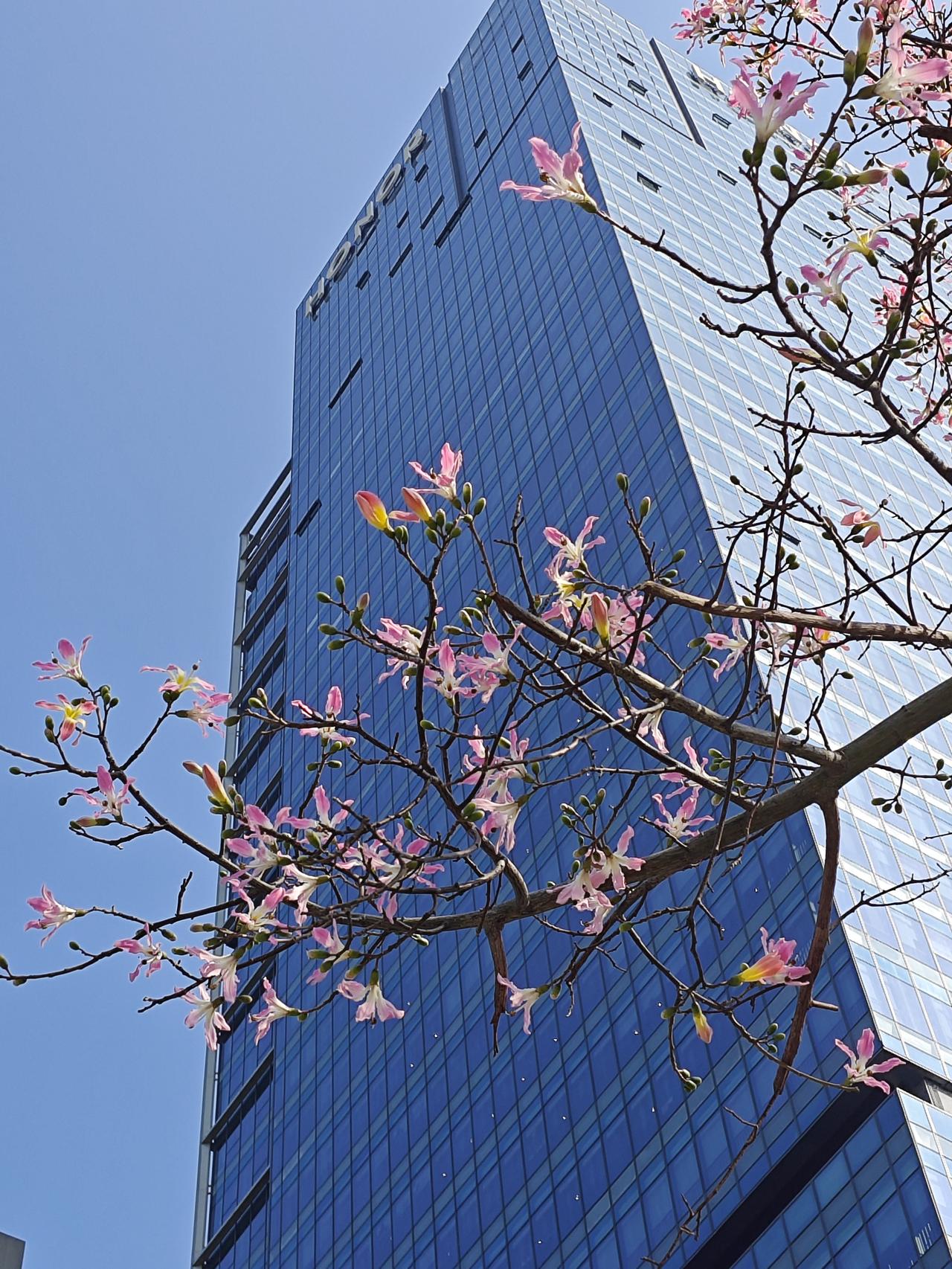 深圳2026年2月2日，香蜜湖红荔路，异木棉开了好长一段时间了，花期也太长了。[