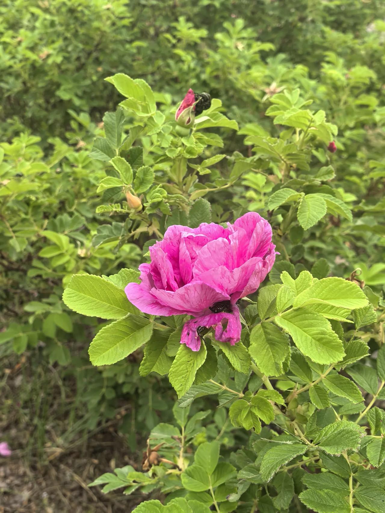 夏日的美好，藏在满眼鲜活的光景里。
清晨薄雾轻笼荷塘，碧绿荷叶托着晶莹水珠，粉白