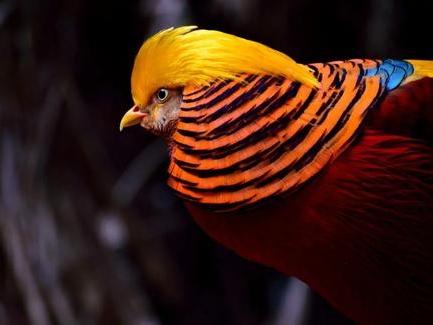 每天认识一种奇妙动物——金雉

金雉它还有个超形象的别名“红腹锦鸡”，是中国特有