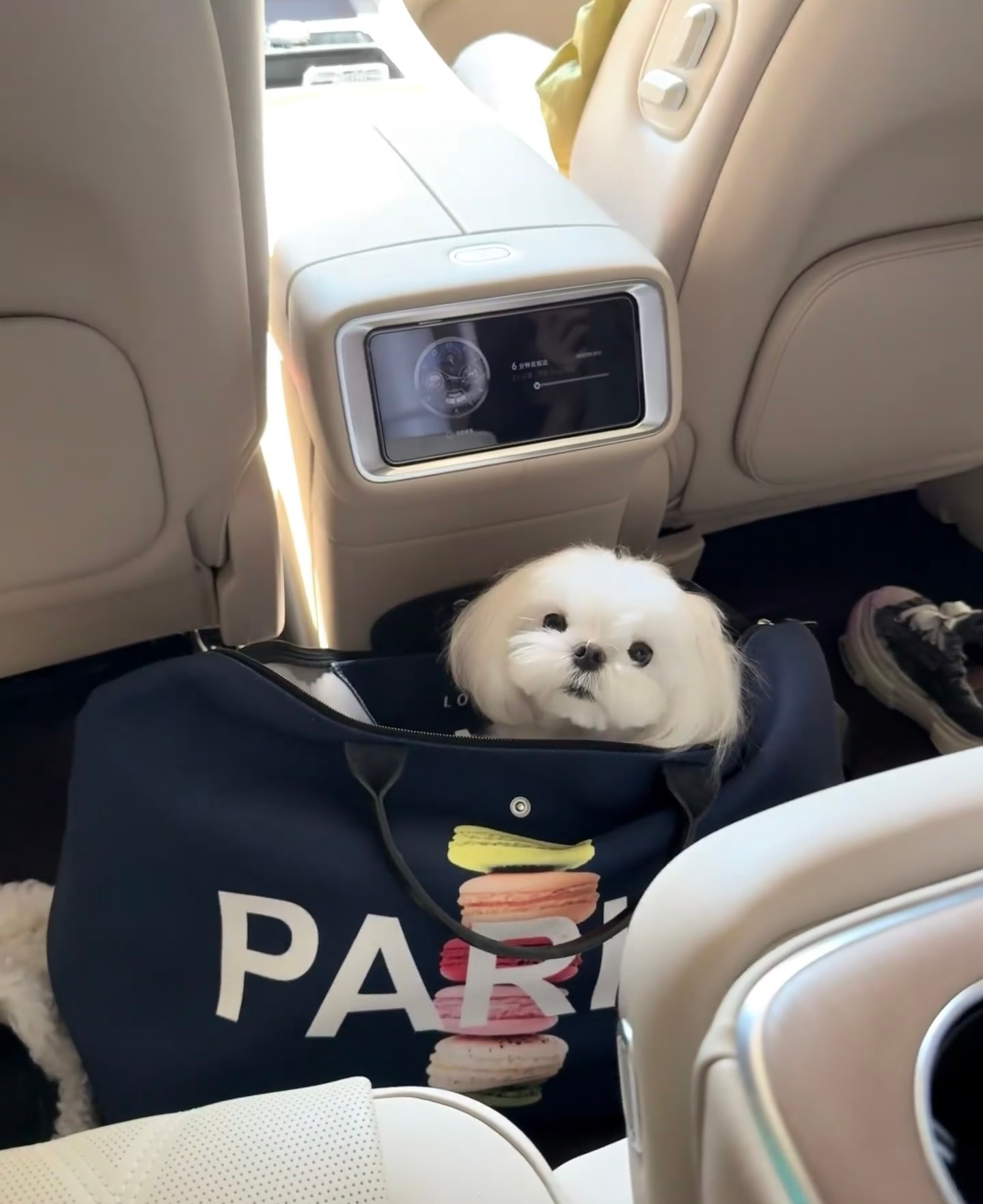 李一桐的狗出道拍戏了李肉肉解锁演员身份！跟着妈咪拍《美人余》，一只会拍戏的小狗谁