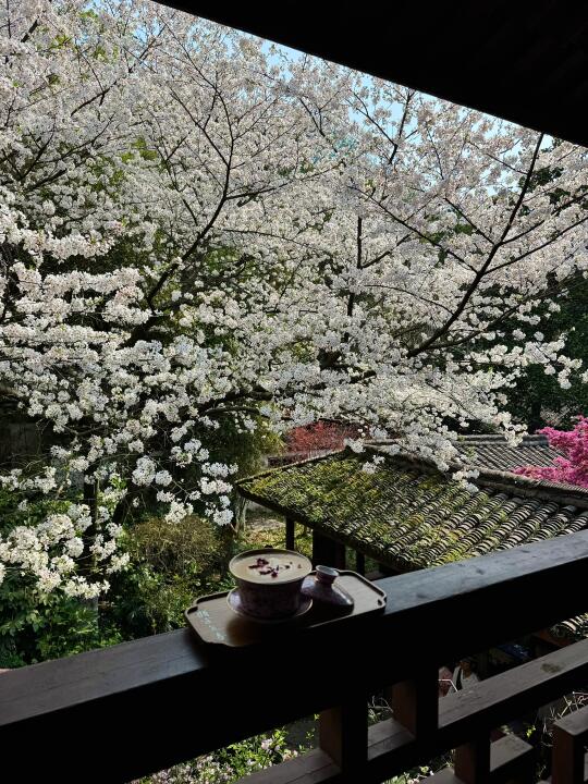 3.26日live实拍！！！杭州西湖绝美樱花🌸窗景！