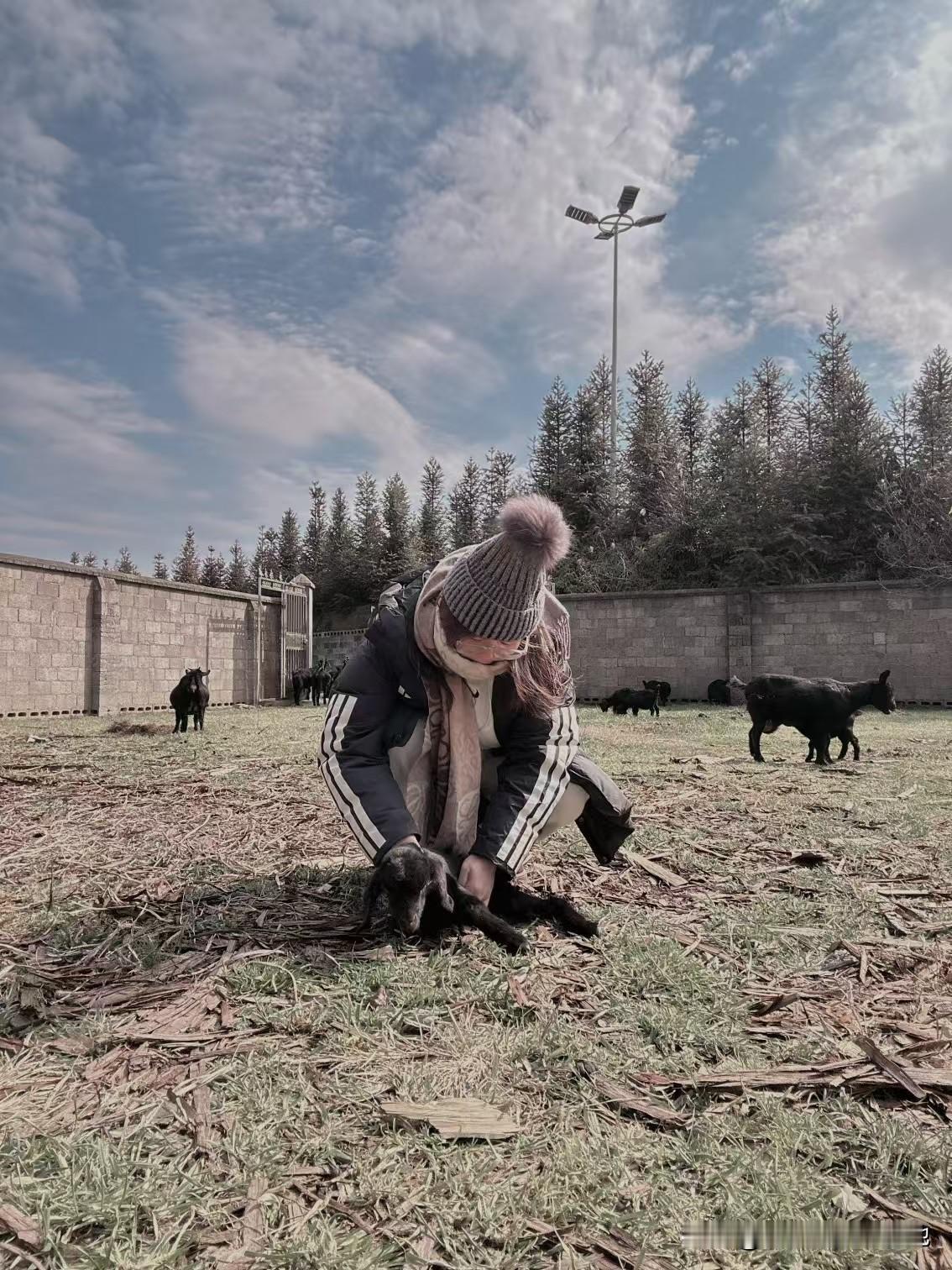 过量补充完全吸收不了，既浪费成本还伤羊体，日常按说明按量拌料即可，不用额外加量。