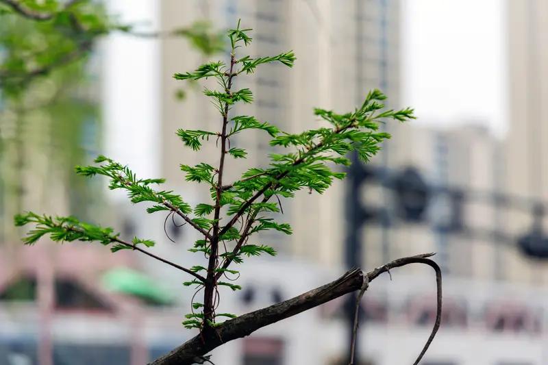 下联：新枝方晓春已来。