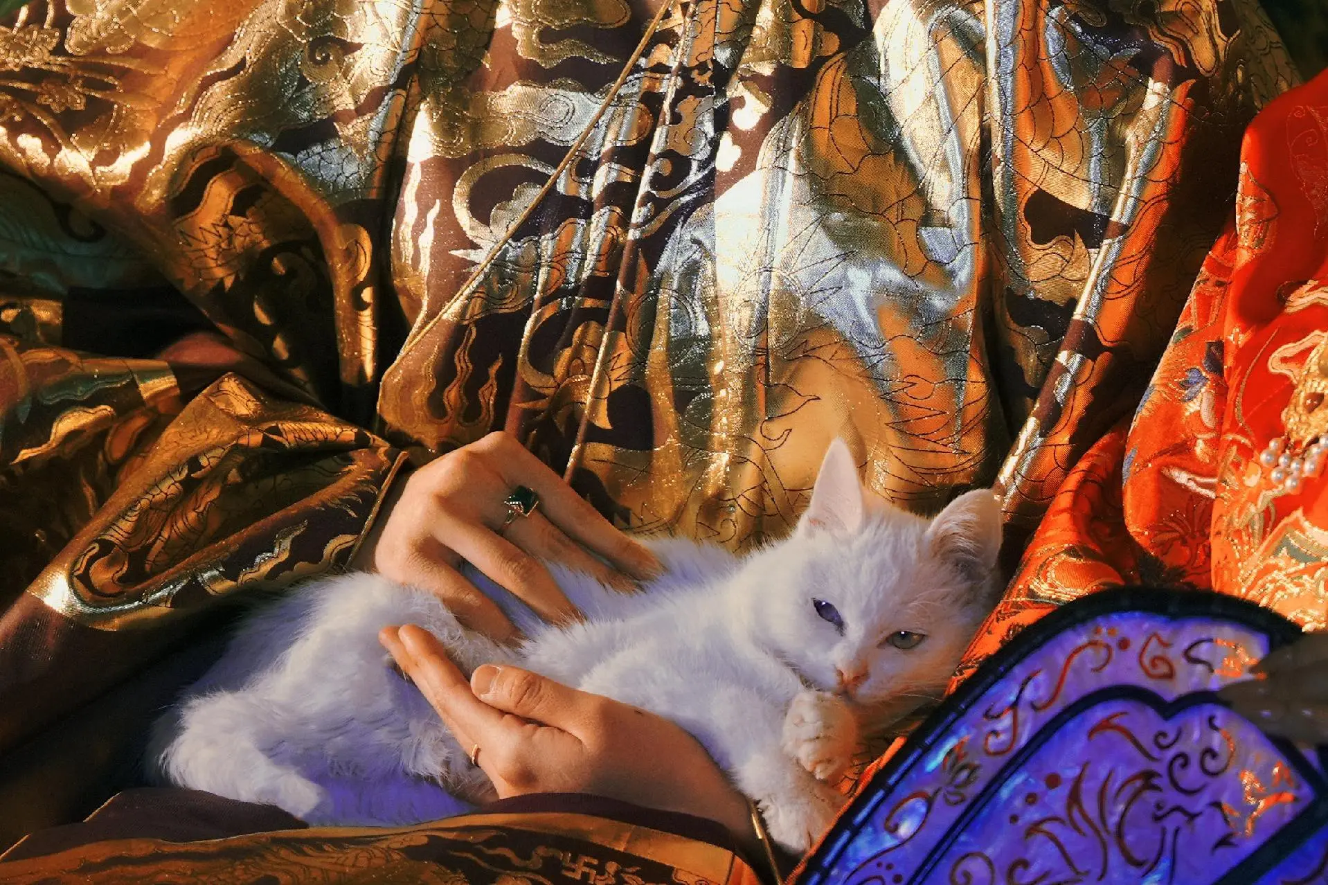 超绝镜头感猫猫：富贵er.是俺的第二只小猫咪富贵er，小宝前一阵病刚刚...