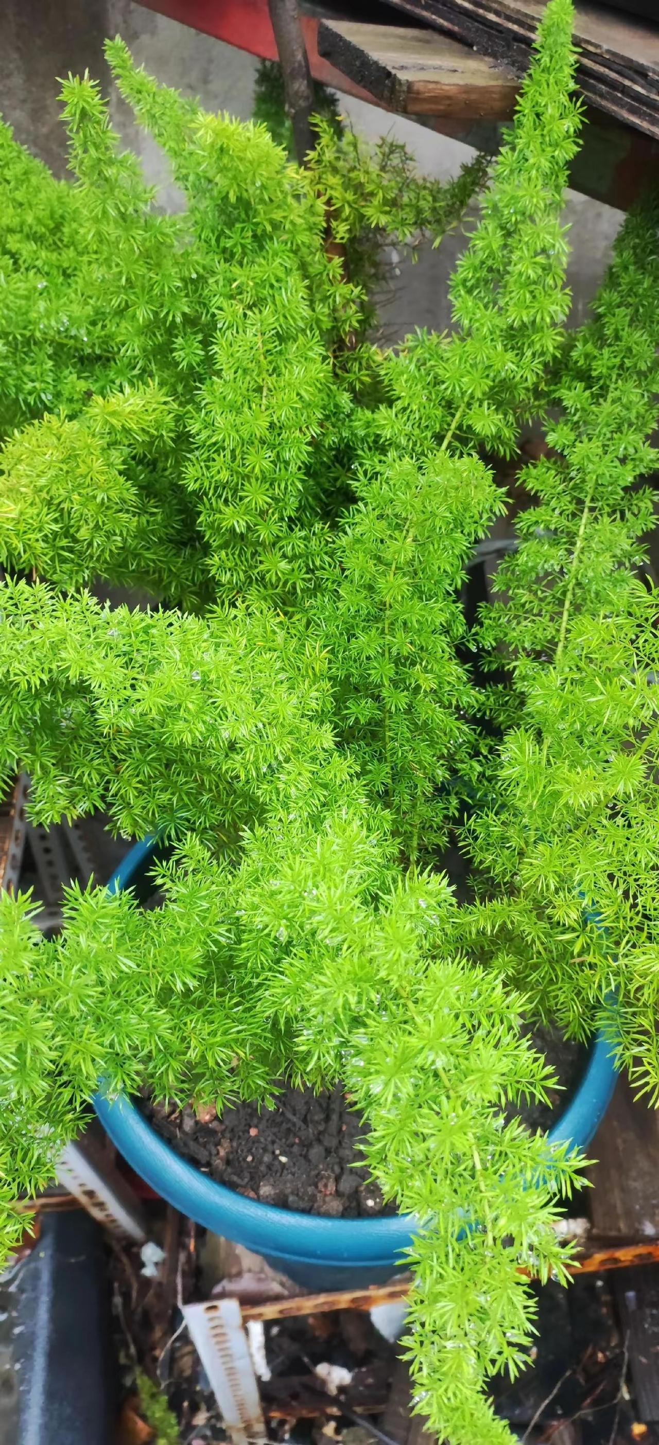 心安就自在，不可多妄念，听听音乐，养养花。。。。。。。