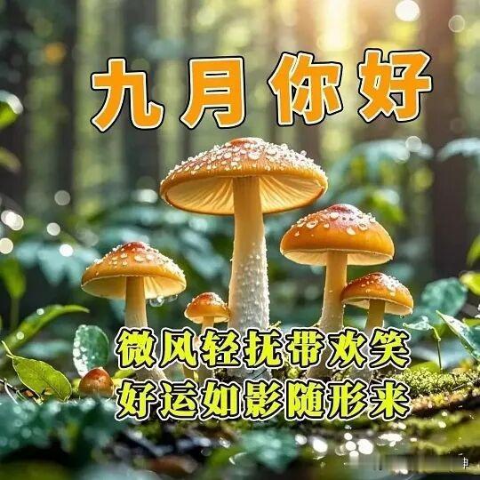 蘑菇森林，九月你好，微风拂面。