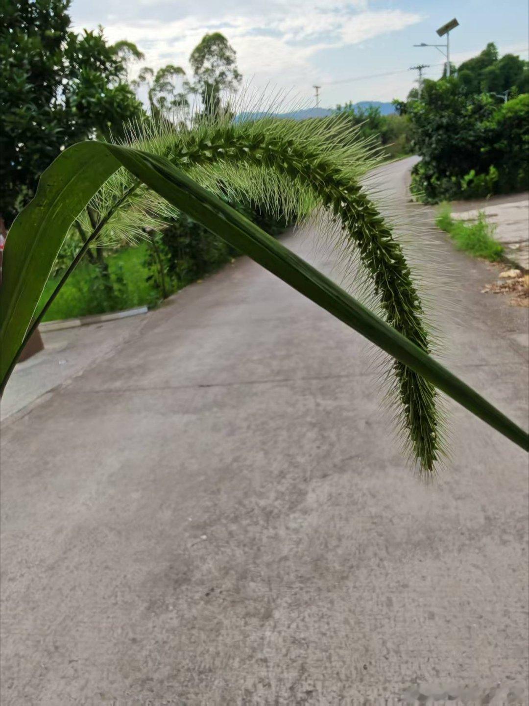 早安早安 盛夏的绿意最是养眼，乐观的心态最是养人。家庭的和睦，是人间顶级的心安；