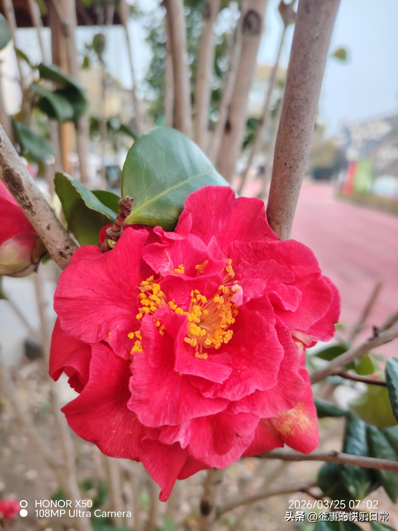 记录我的20263月25日长江岸边赏花“记录我的2026”