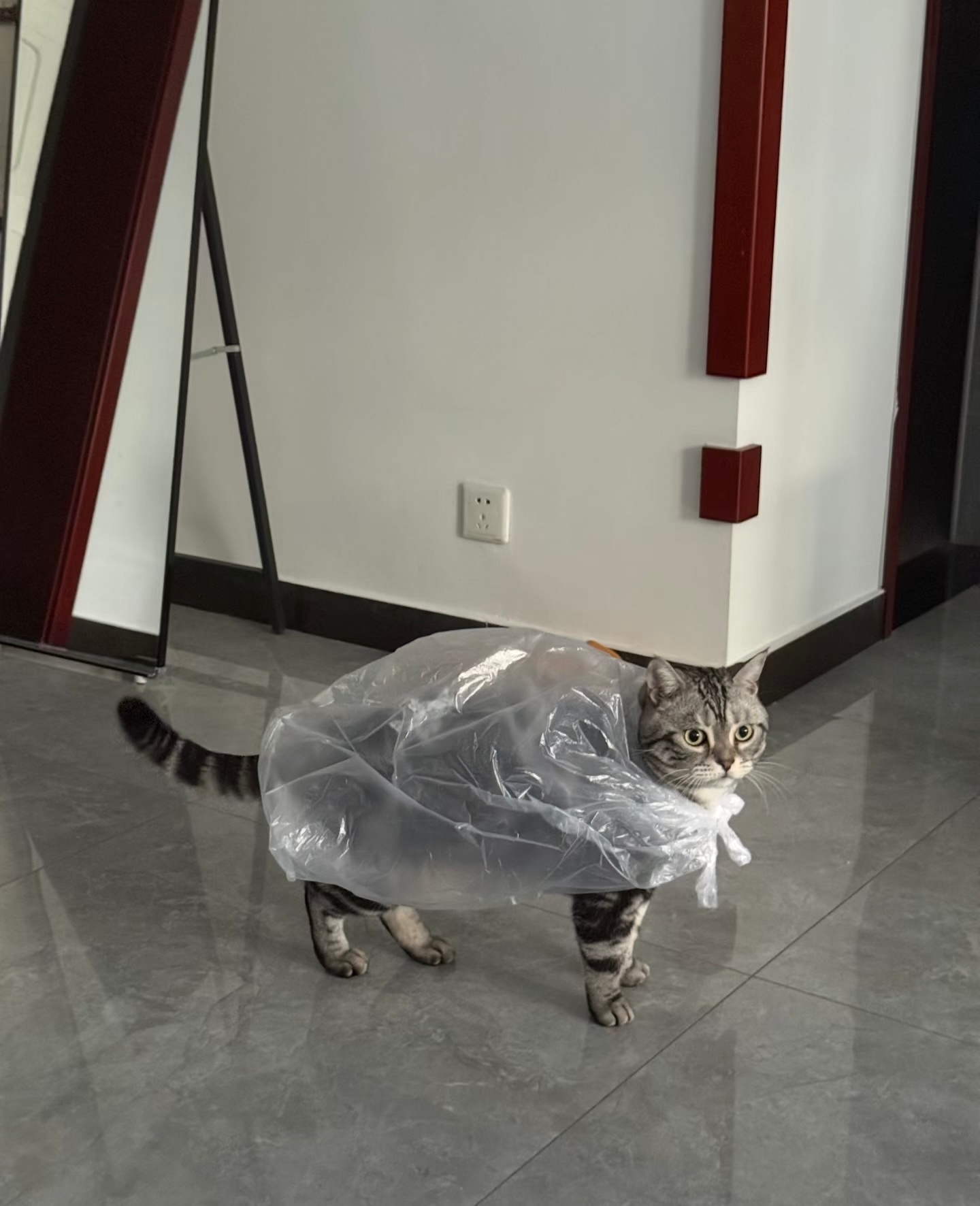 威风凛凛的猫少侠 ​​​