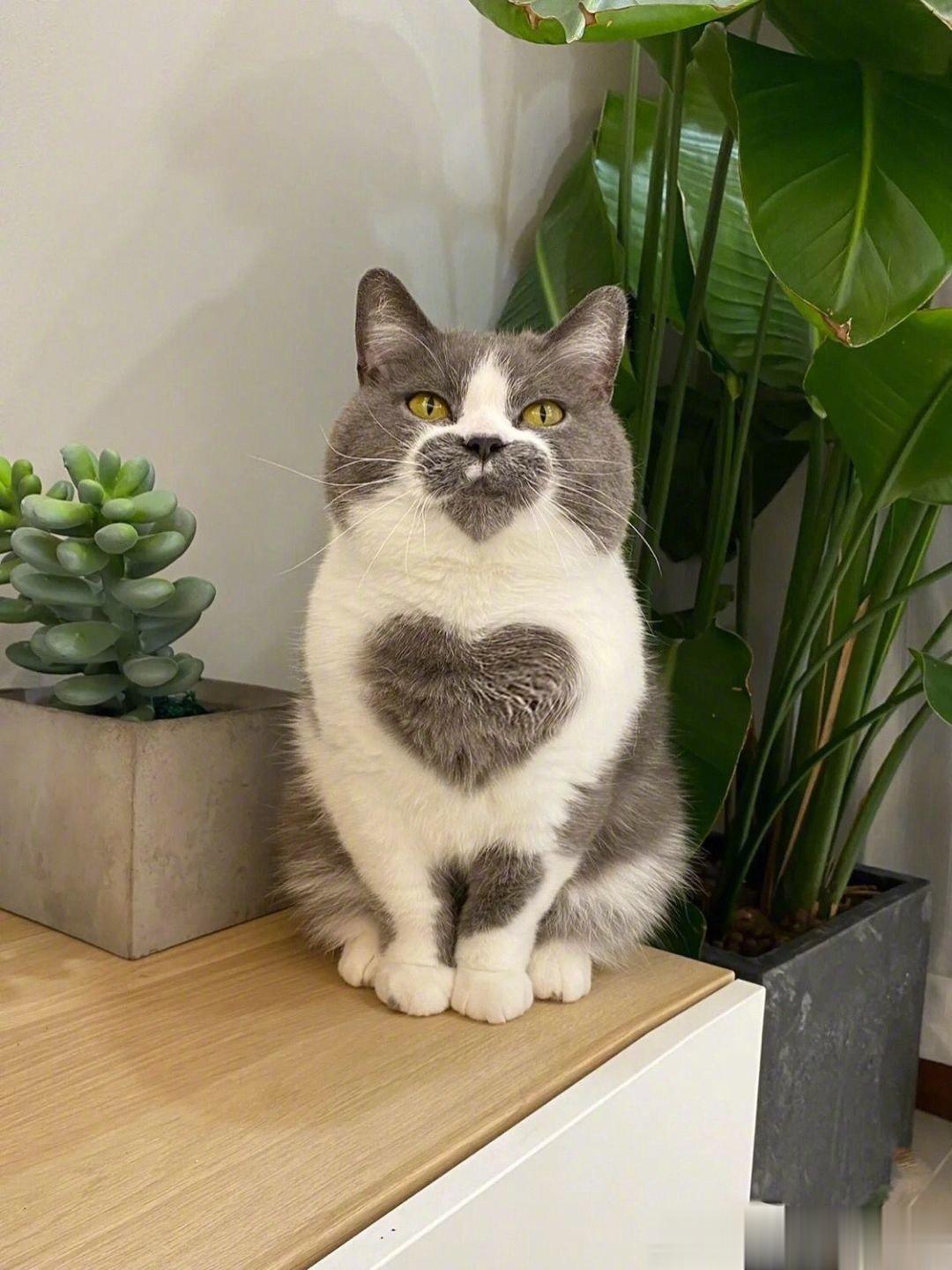 这只猫咪真的存在的话，那也太可爱了吧 ​​​