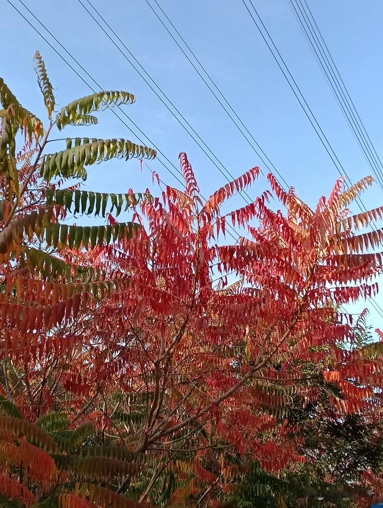 色彩斑斓的秋
