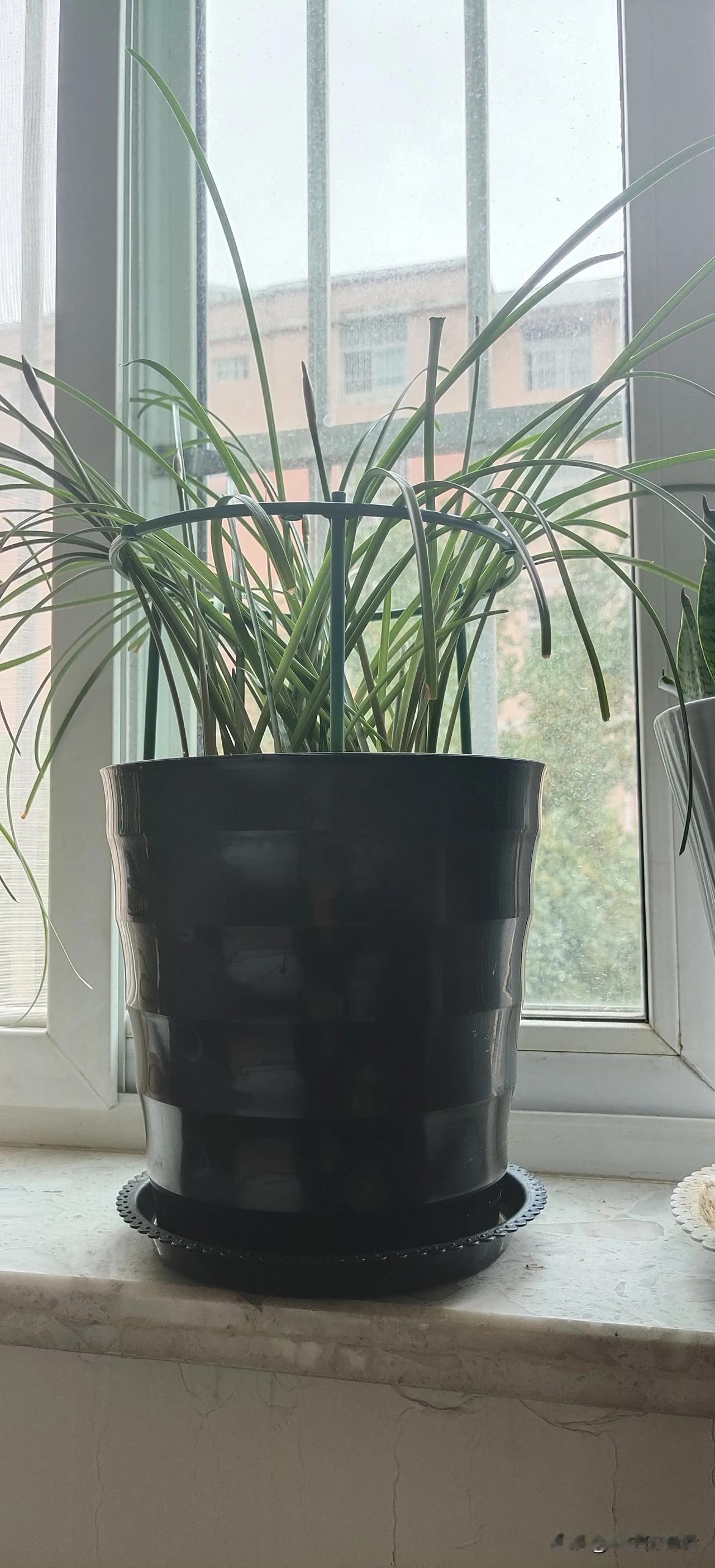 #晒晒我家的花草#
风雨兰