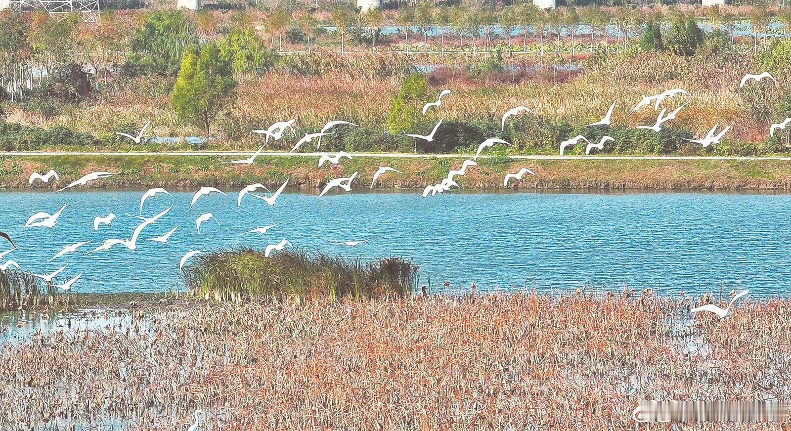 安徽巢湖沿岸越冬的候鸟种类明显增多 11月27日，巢湖北岸湿地里，成群的候鸟嬉戏