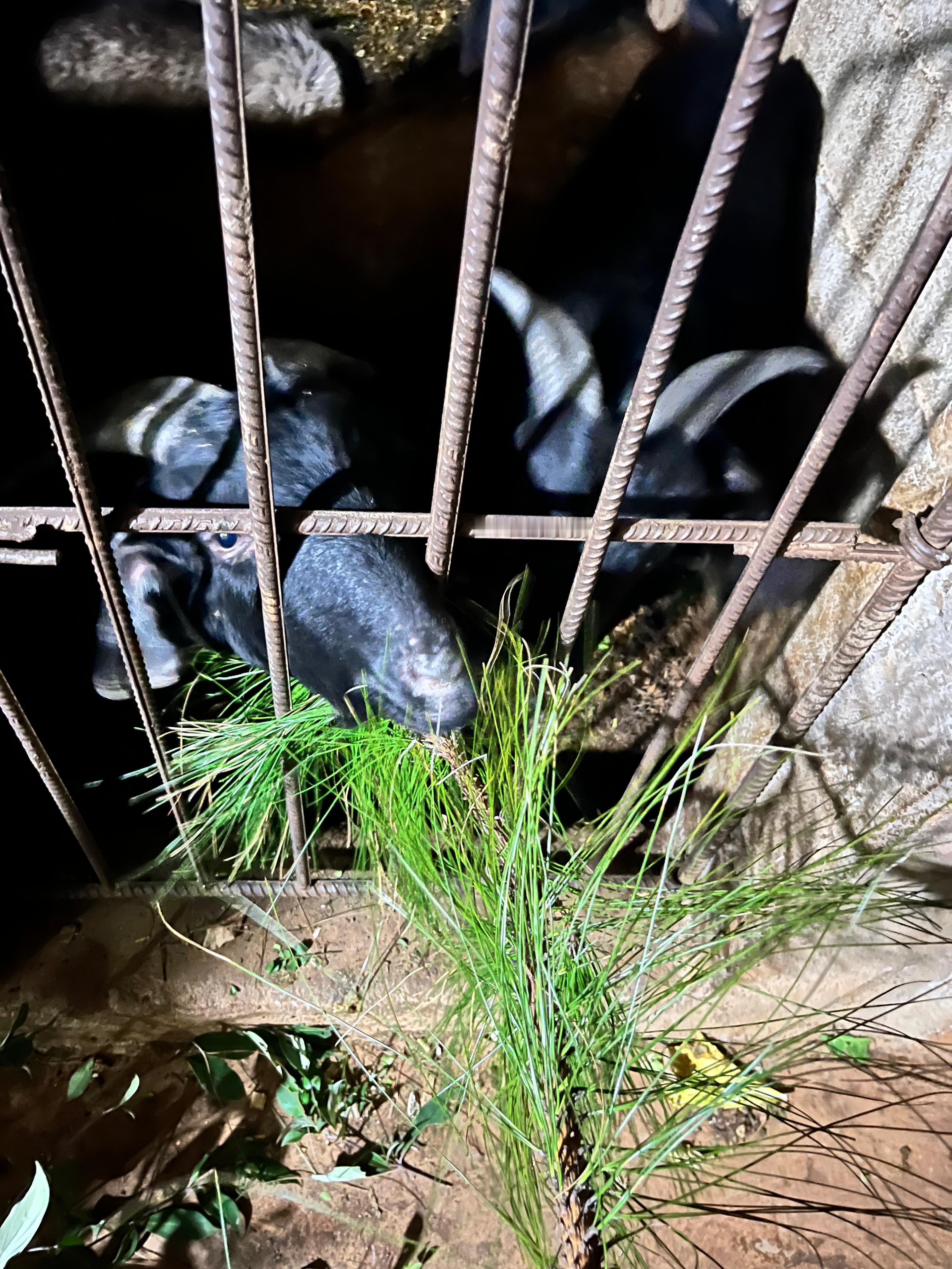 第一次见会吃松叶的🐑[傻眼] 