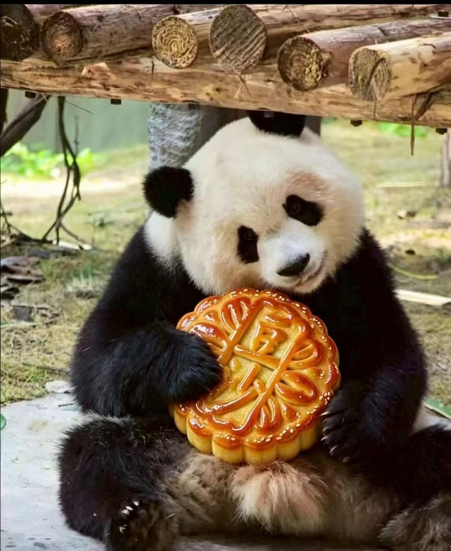 当然今天虫洞也是给她准备了月饼的，就是以前一大块的窝窝头，现在做成月饼的模样，我
