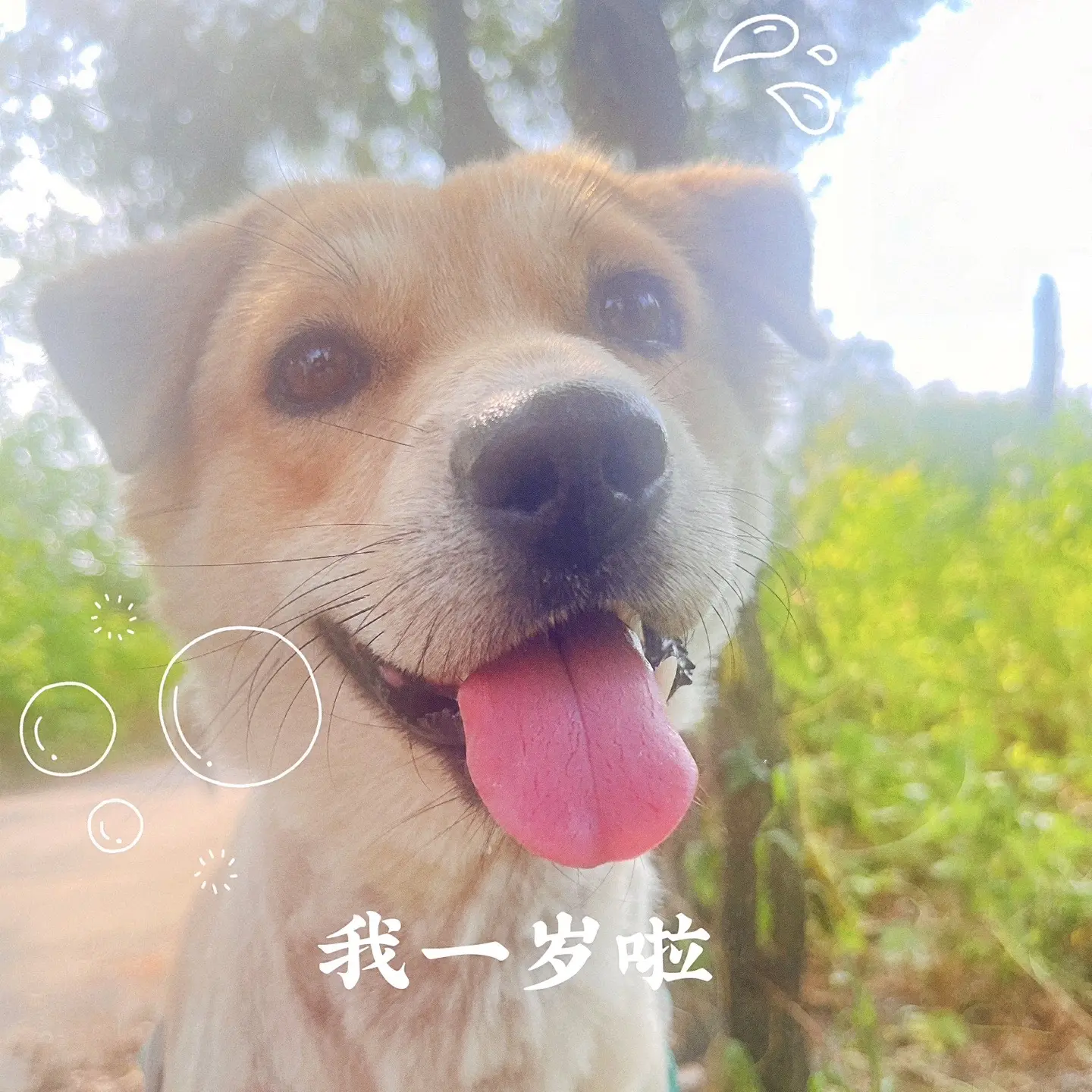 ^ ^  👀 ˶⚫️˶   👅   嘟嘟我呀～今天一岁啦🎂