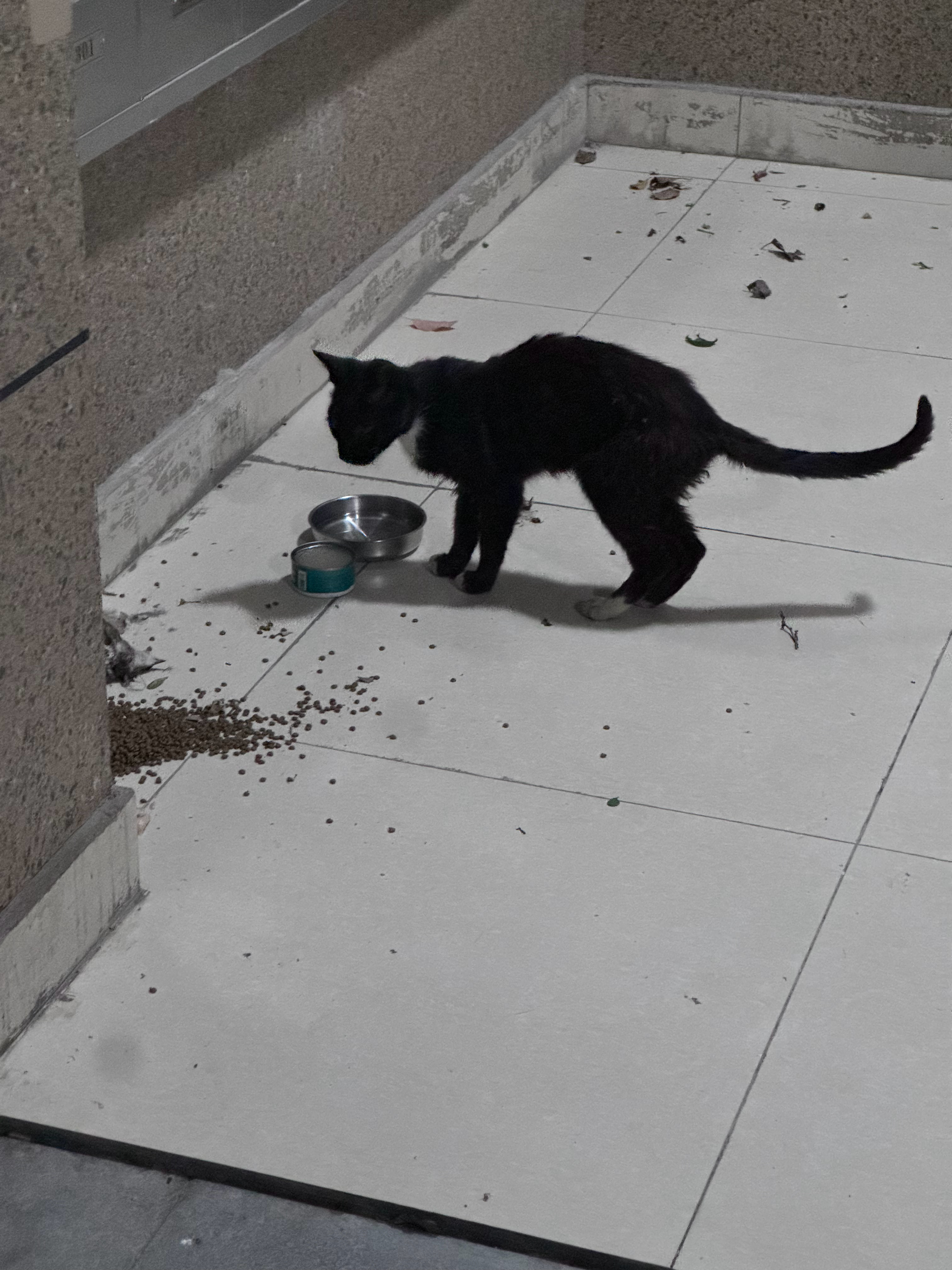 在楼下喂了一会猫被咬的全身包… 
