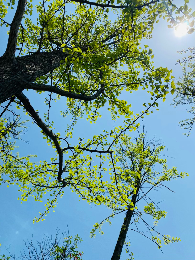 生活手记记录真实生活摄影摄影摄影 春风轻抚过小区的曲径，银杏从沉睡中睁开眼睛。不