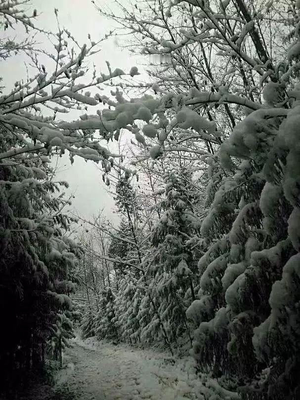 寒冬来袭遍地雪
[大笑][大笑][大笑][大笑]
飞雪润大地
五谷增产量
村村庆