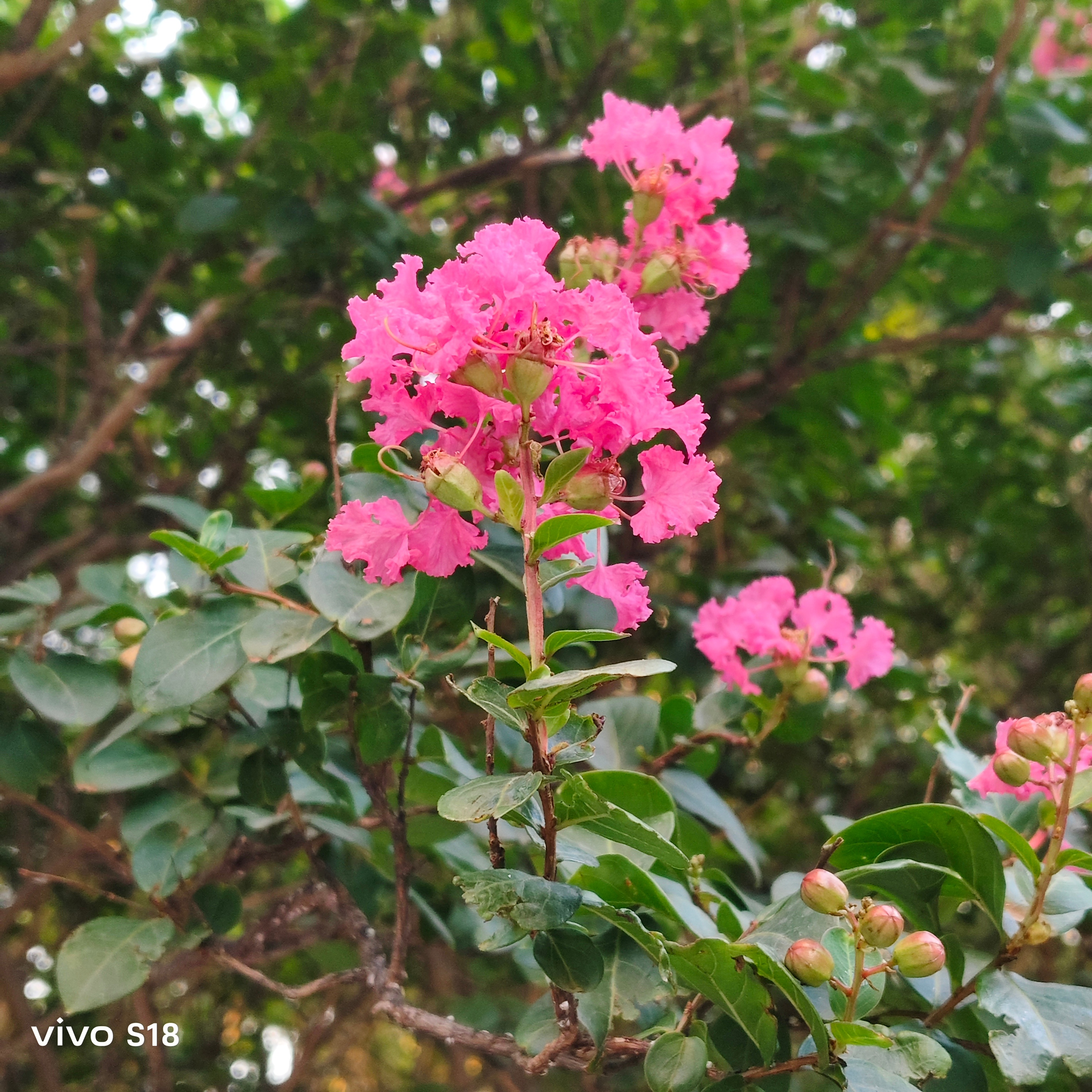 这是啥花🌸？还挺好看的(✧∀✧) ​​​