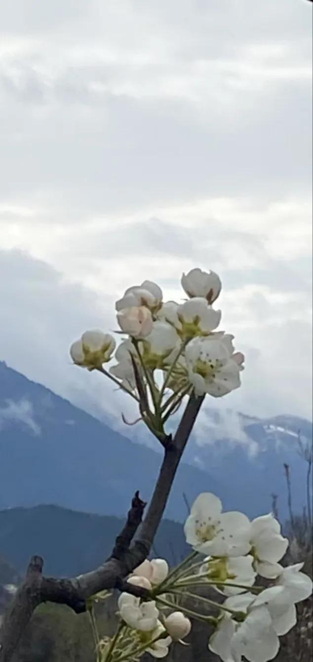 景由心造
花依心开

最美的画面不是姹紫嫣红
而是来自心的底色

遇人如花
无需