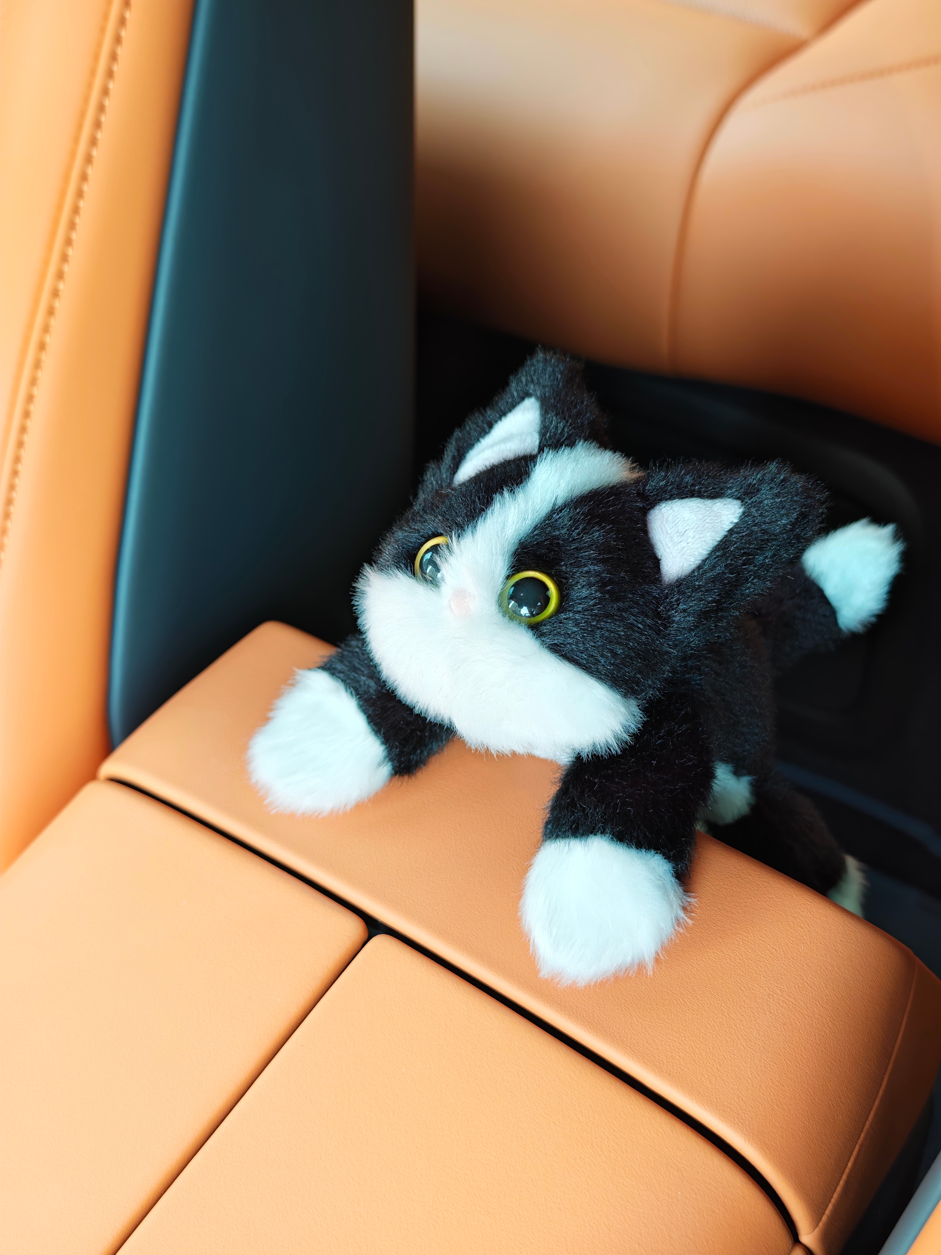 🐱 车 家 