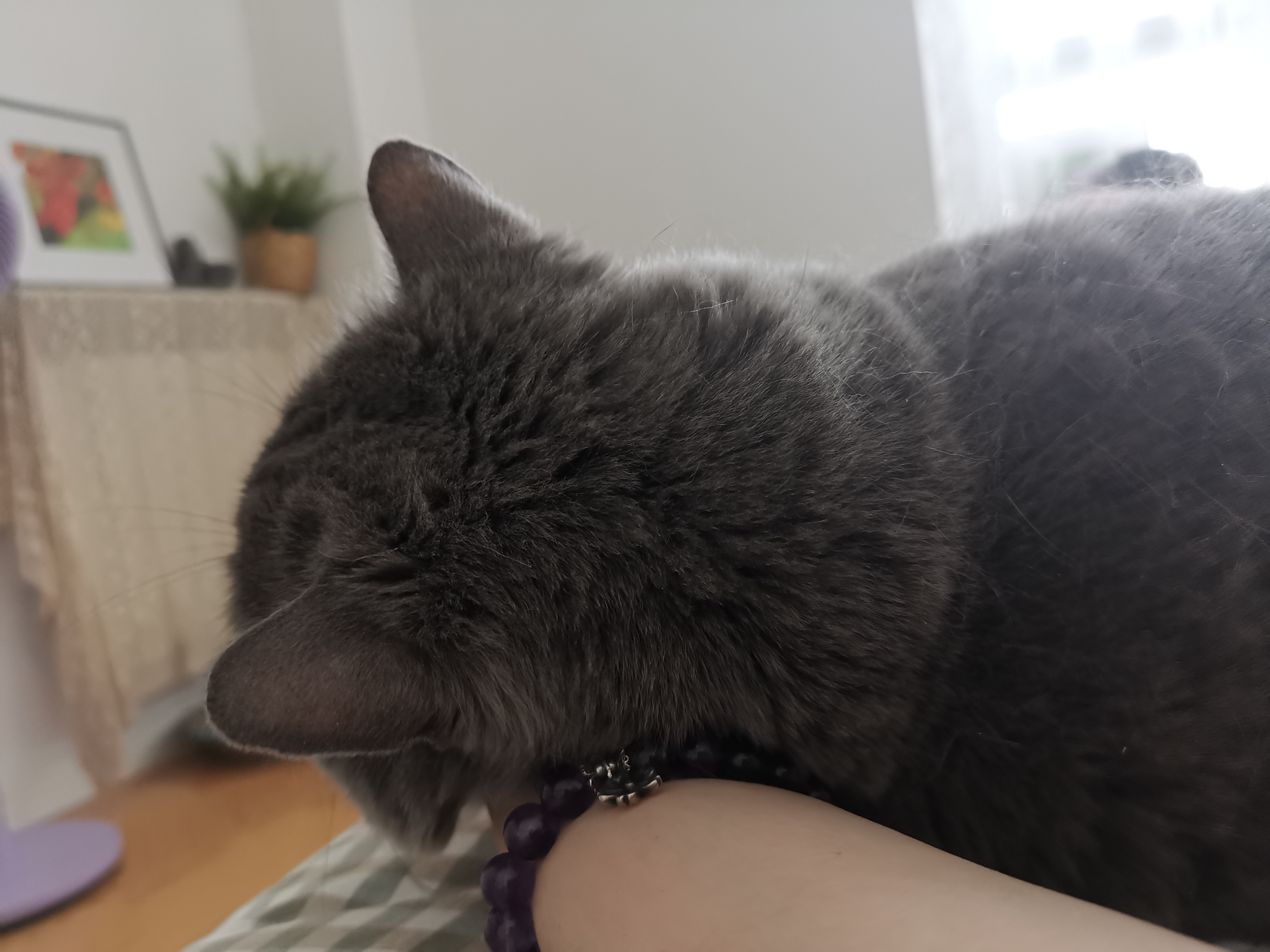 远看肥猫大近看大肥猫