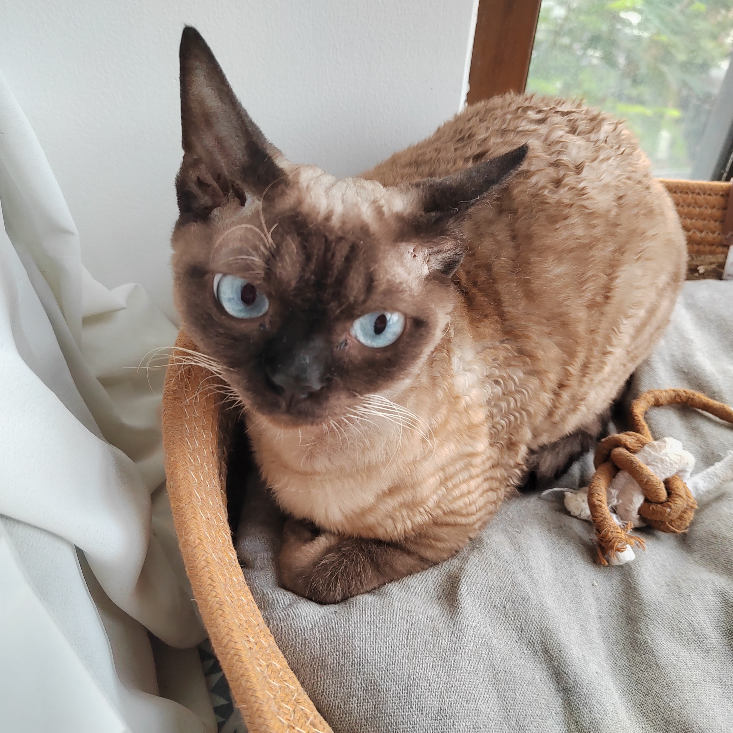 撸猫 周末的快乐是卷毛暹罗猫给的😻眼睛像藏着星辰大海，一身小卷毛软乎乎得像云朵