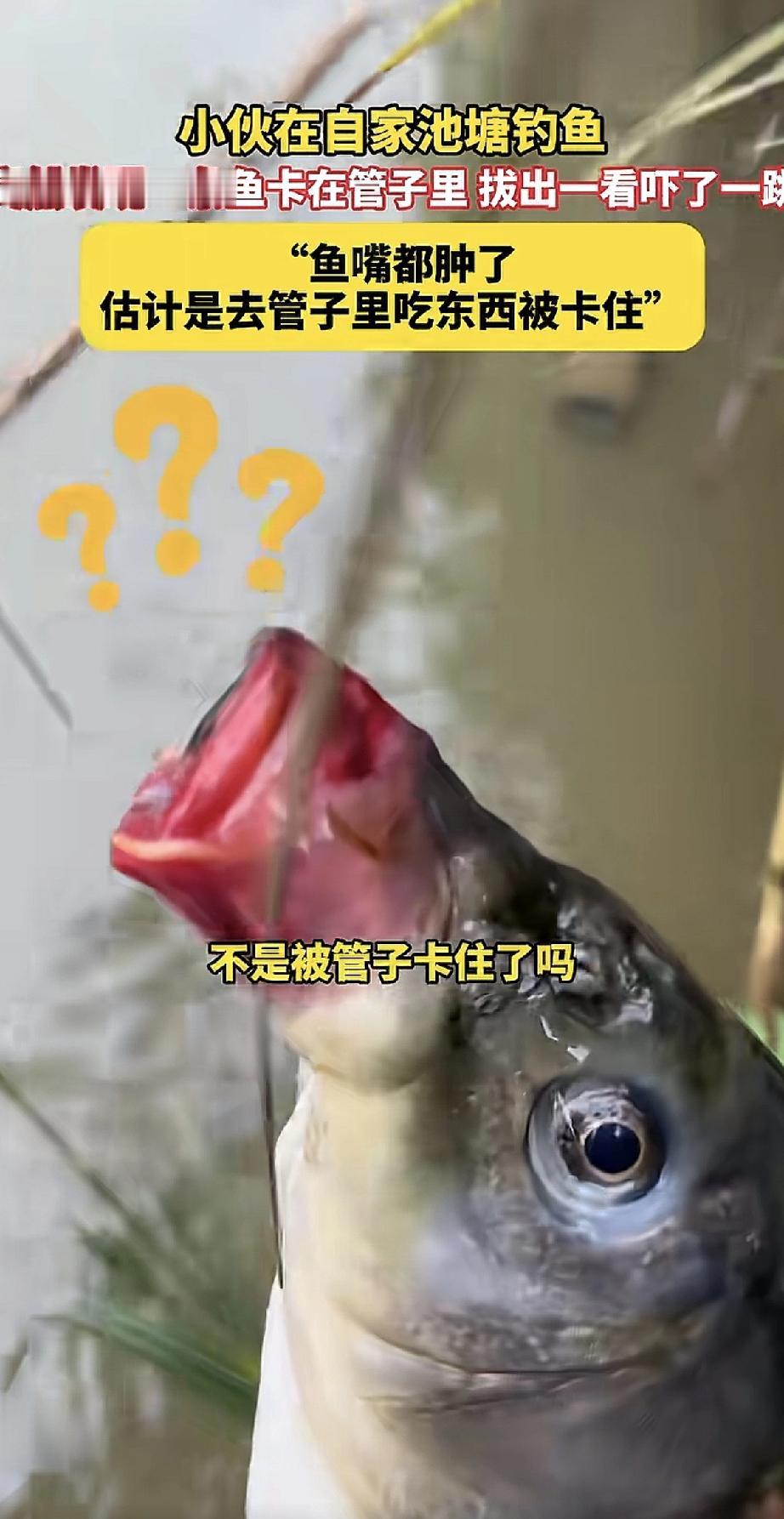 这大概是史上最贪吃的鱼了！

一个小伙子在自家池塘钓鱼，突然发现有条鱼被卡在了水