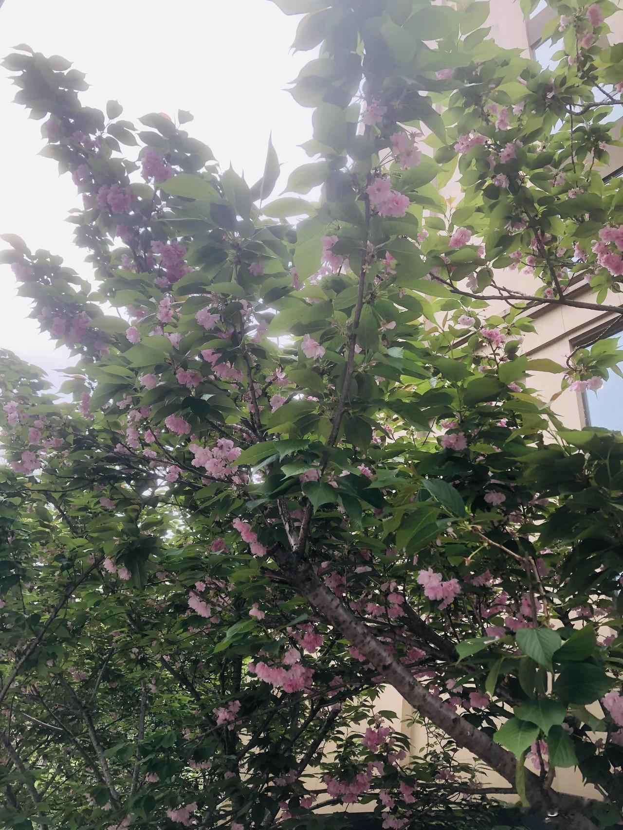 分享一下你今天随手拍下的美景今天早晨随手拍的晚樱，满树粉粉嫩嫩的，风一吹花瓣轻轻