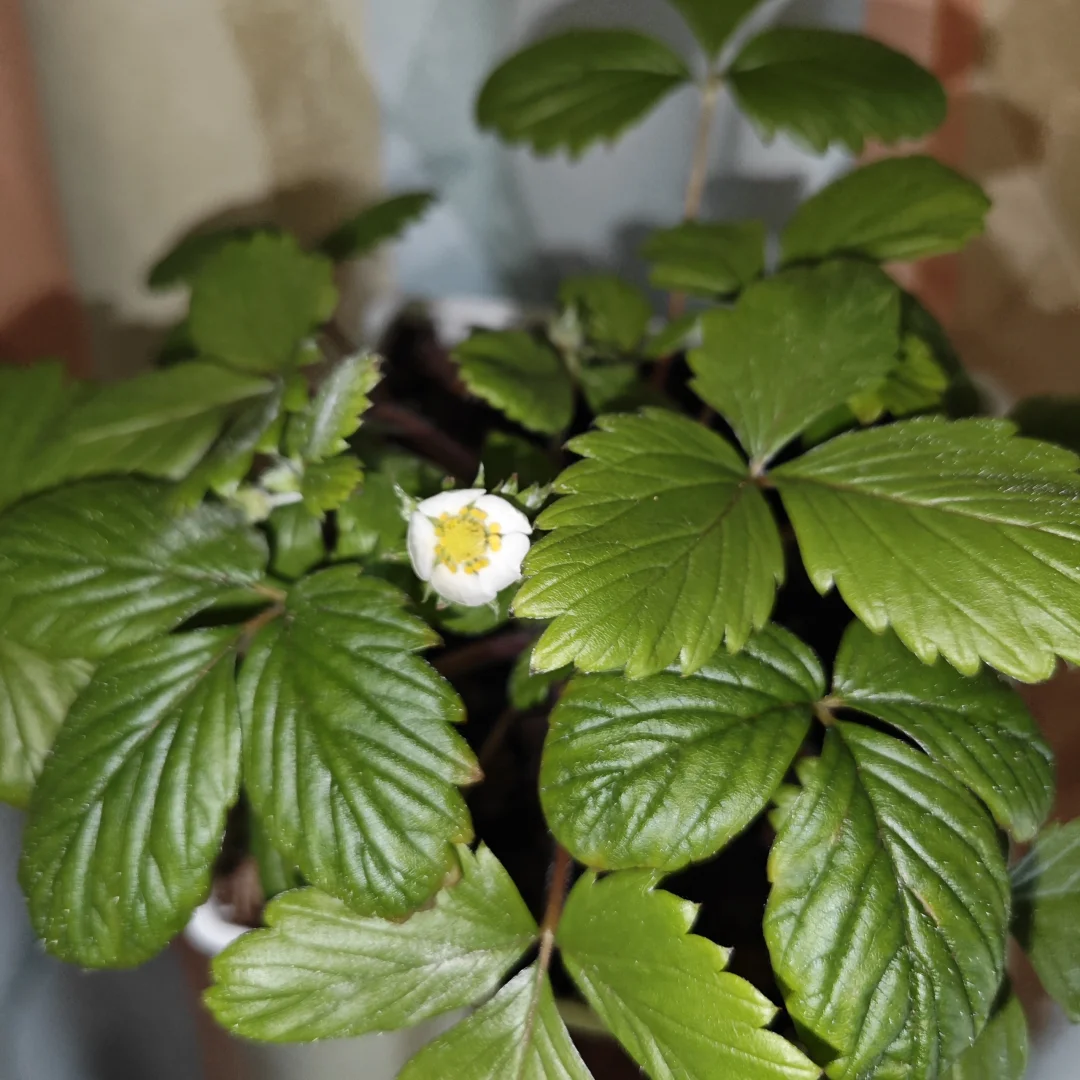 什么开花了原来是十个勤天杭州站草莓种子卡