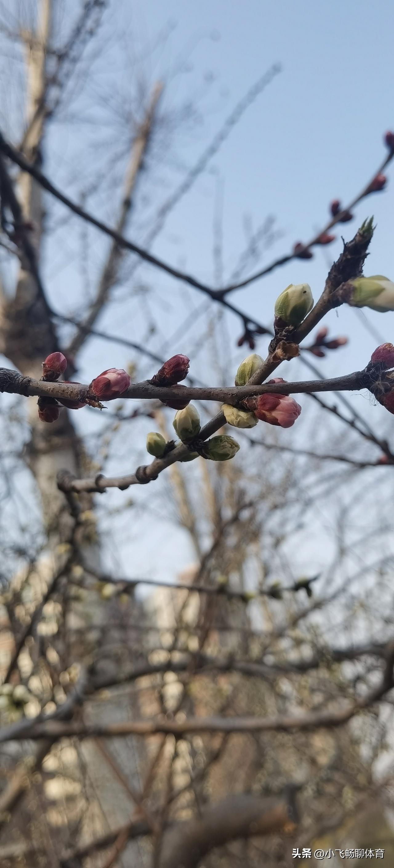 春日生活打卡季春天的气息来了，充满了活力！