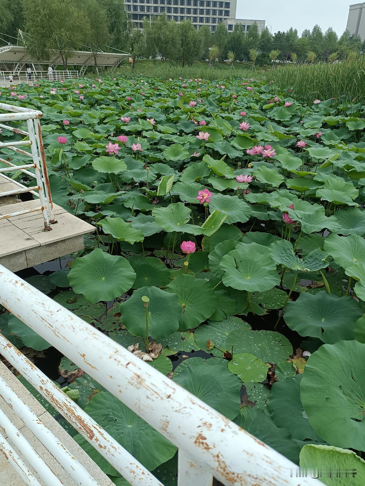 谢谢荐推。
国乒女队最难缠的对手是日本队，然后韩国队，再次是朝鲜、欧洲些国家个别