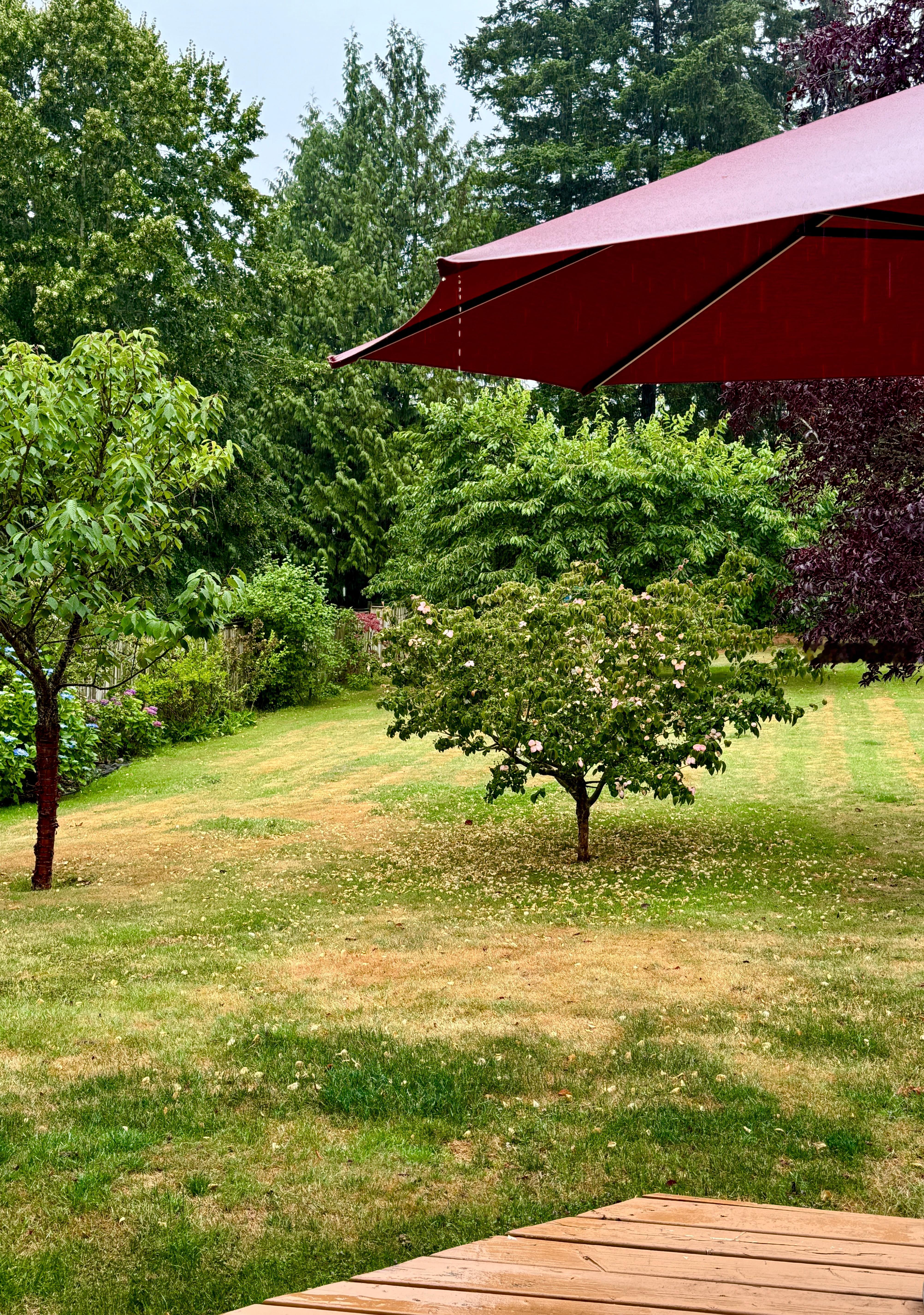 上午刚离开球场，雨就落下来了。没想到这场雨淅淅沥沥的，下到傍晚还没停。今夏干旱的