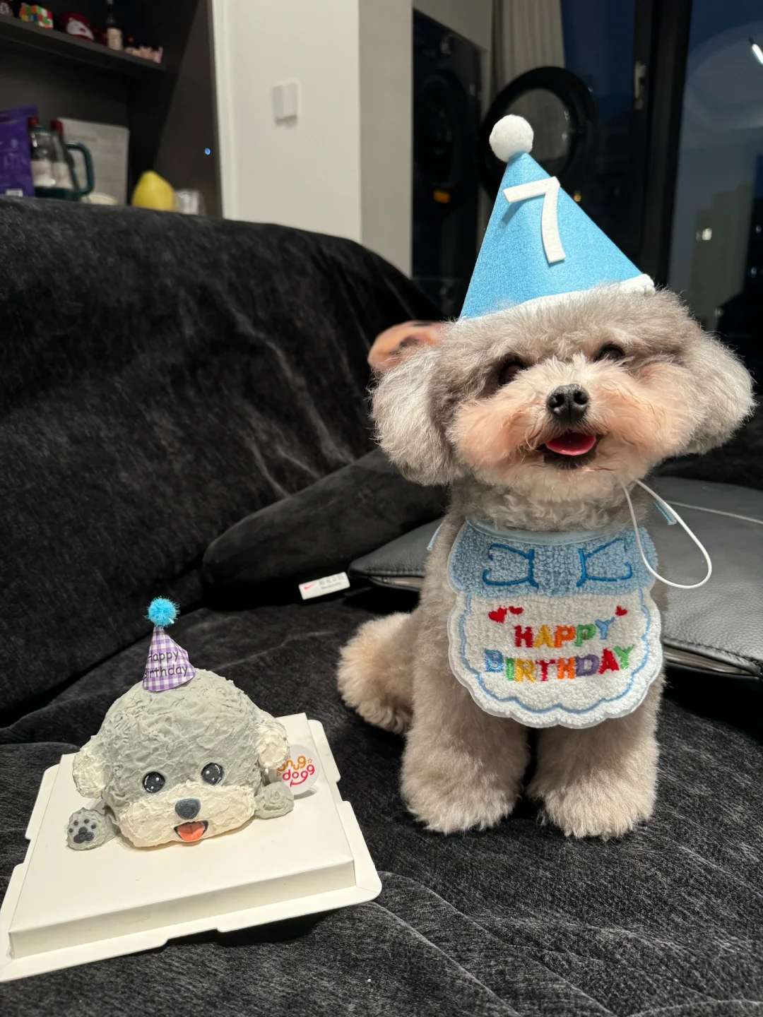 小狗我呀，7岁啦🎂🎉
