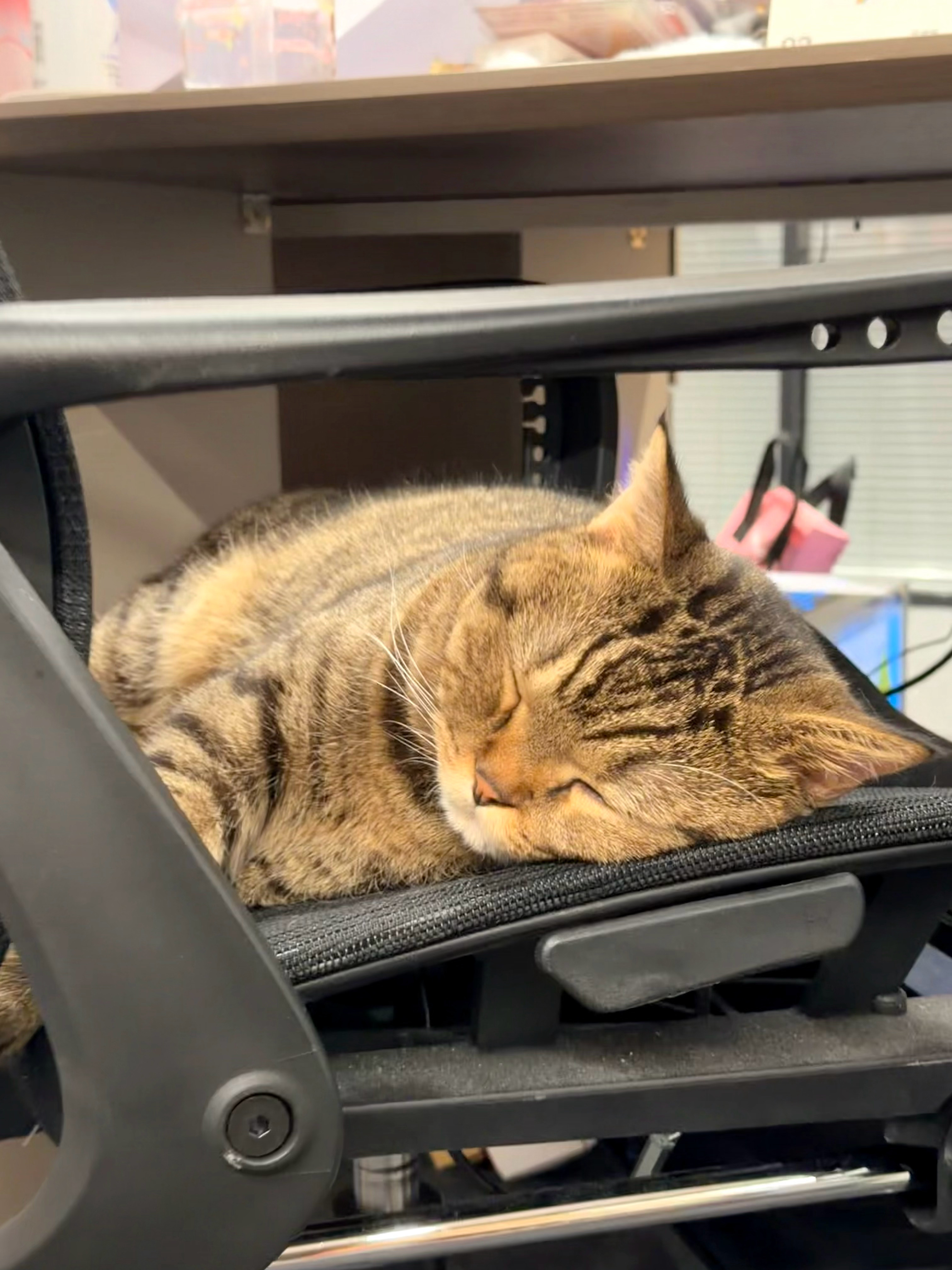 真的很羡慕办公室的猫不用上班还天天有零食吃公司把猫裁了