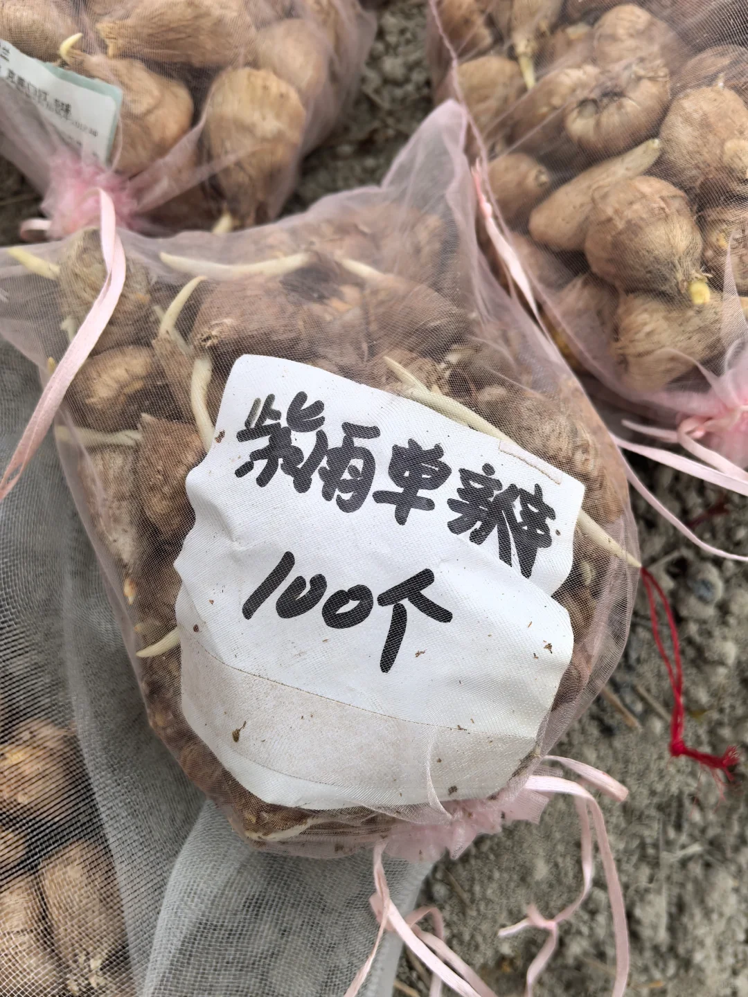 种植香雪兰的季节到了，记录一下左家的品种