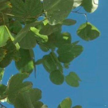 每日一善 每日一善 生活的天空不可能永远清澈透明，有风雨也是常事。但只要向阳而生