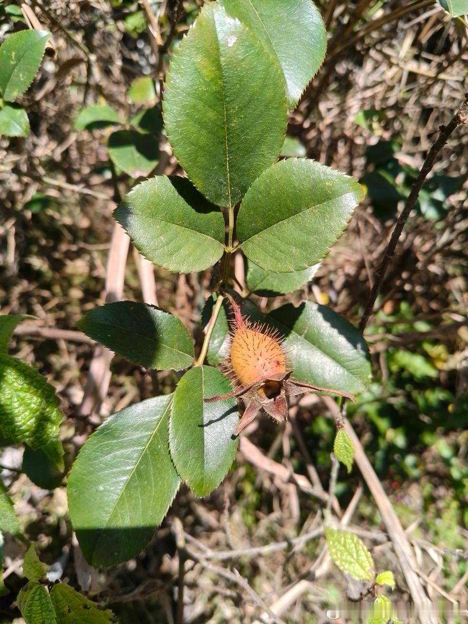 我就看看能有几个人！能认识这个👇🏻，是不是也就在农村待过的才知道啊 
