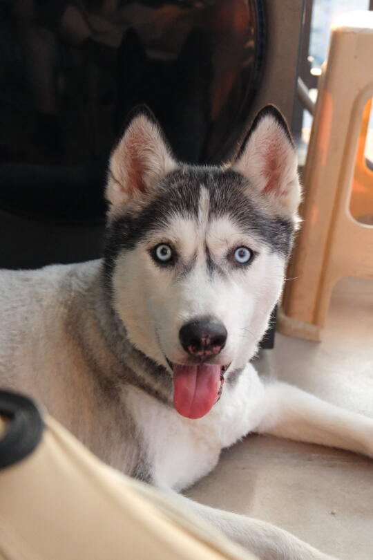 奇奇好像有话要说？😄