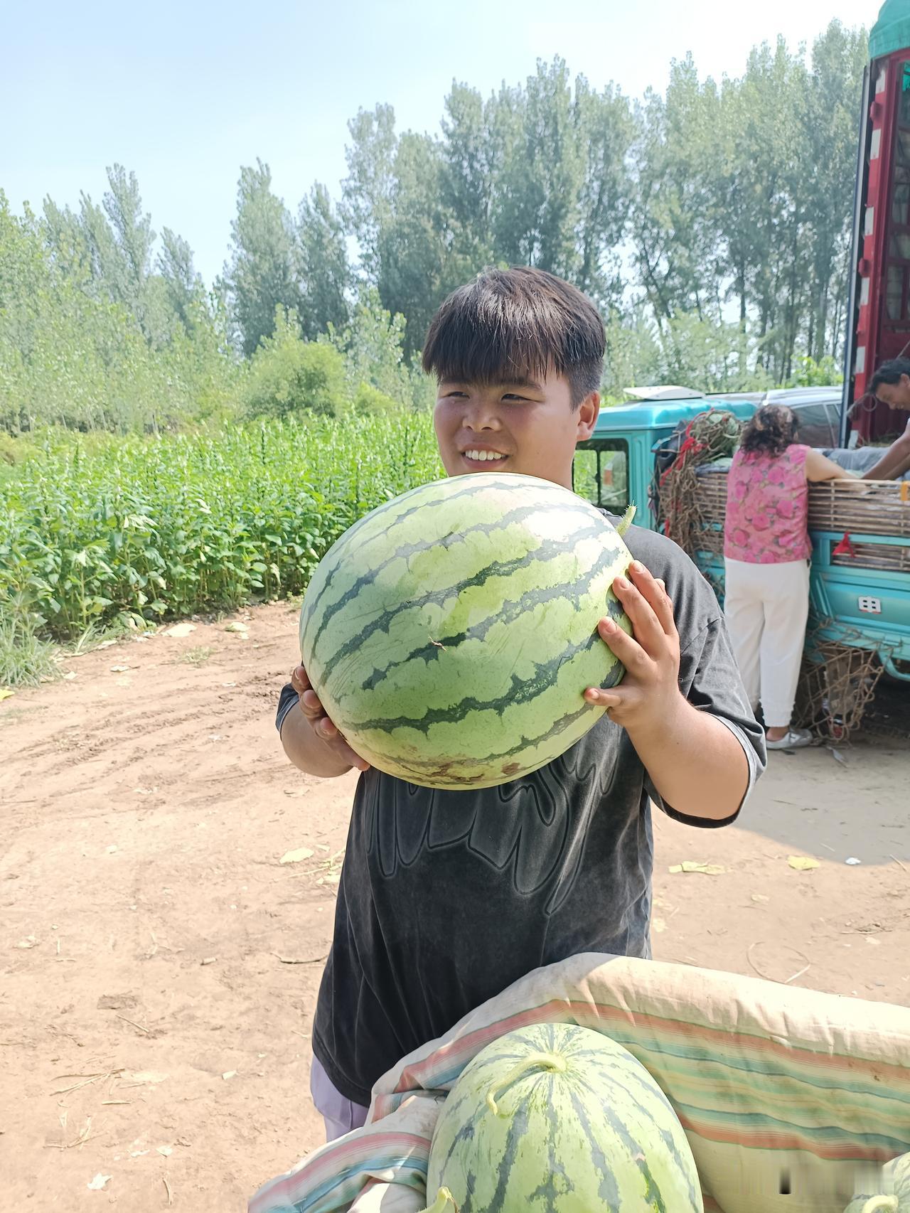 这个麒麟西瓜真是大，大的一个有三十斤左右，抱起来都费劲。
今年西瓜可真是便宜，在