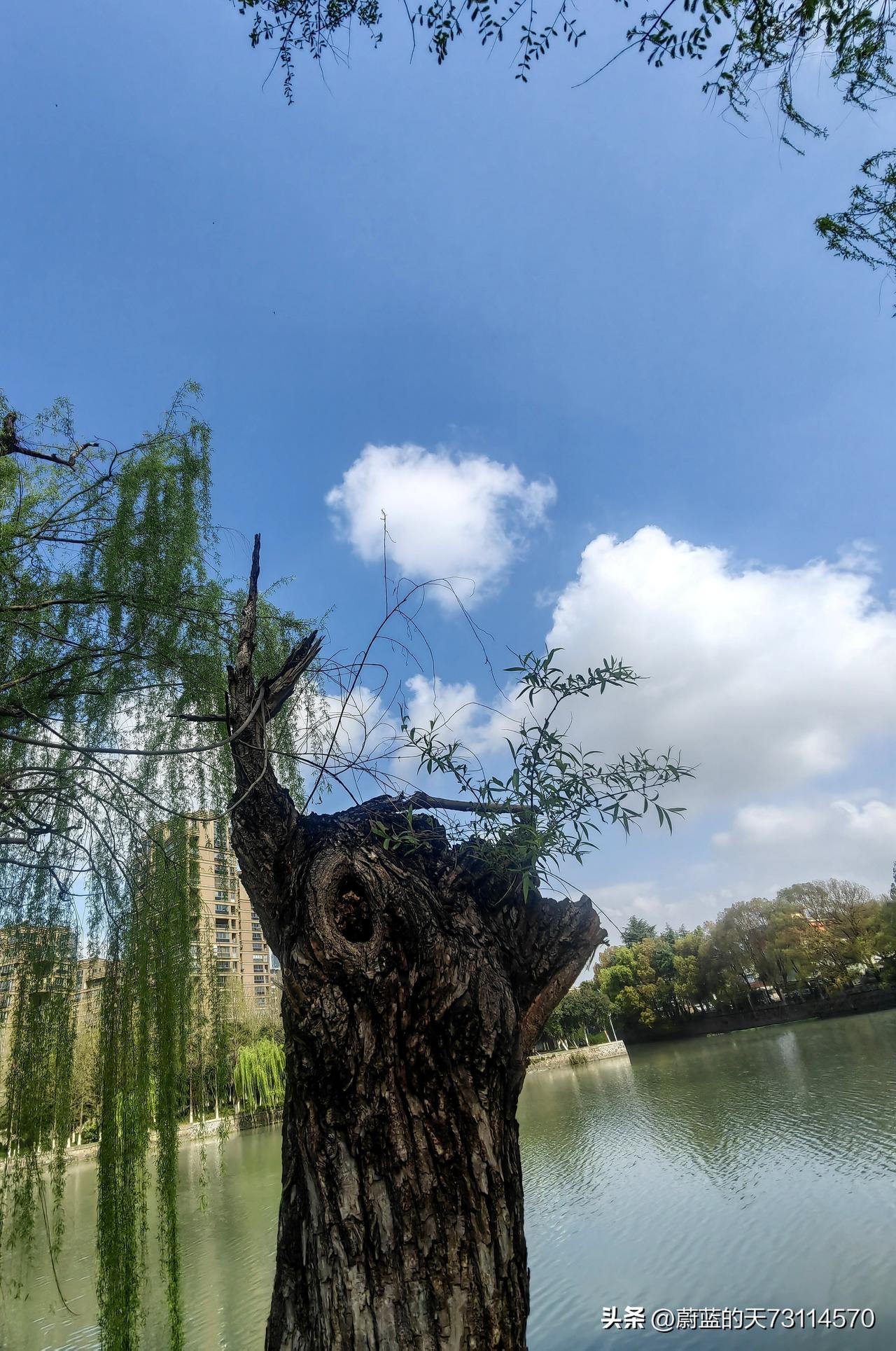 [玫瑰][玫瑰][玫瑰]枯木逢春，老树绽芽，并非奇迹，而是从未舍弃生长。强[加油